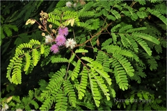 Mimosa rubicaulis